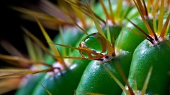Macro cactus water drops