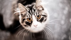 Macro cats close-up blurred background