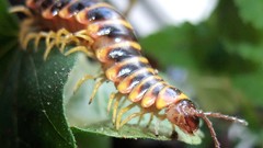 Macro centipede