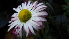 macro chamomile Plants Flowers