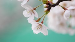 Macro cherry blossoms