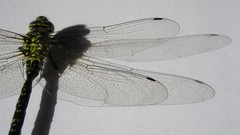 Macro close-up Dragonflies