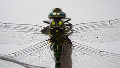 Macro close-up insects Dragonflies