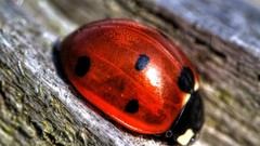 Macro close-up insects ladybirds