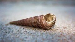 Macro close-up seashells