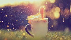 Macro coffee sunlight depth of field