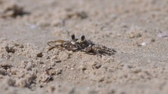 Macro crabs transeunt Beaches