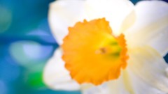 Macro daffodils blurred Flowers