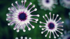 Macro Daisies Flowers nature African Daisy spoon daisies