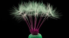 Macro dandelion