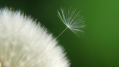 Macro dandelions