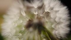 Macro dandelions