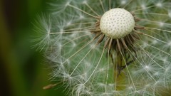 Macro dandelions