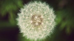 Macro dandelions