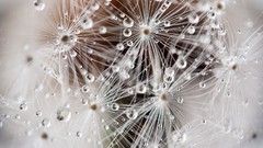 Macro dandelions