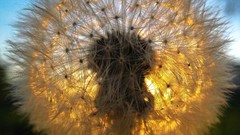 Macro dandelions