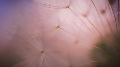 Macro dandelions
