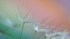 Macro dandelions flora