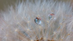 Macro dandelions water drops