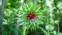 Macro depth of field