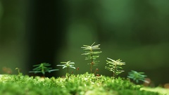 Macro depth of field