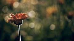 Macro depth of field