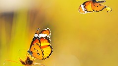 Macro depth of field