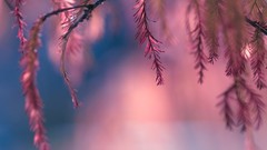 Macro depth of field