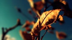 macro depth of field leaves Plants outdoors
