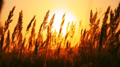 macro depth of field sunset field nature photography Plants sun