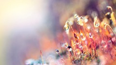 Macro dew abstract close-up wet water drops