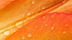 Macro dew flower petals