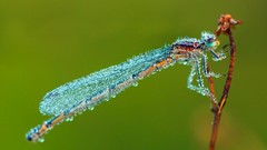 Macro dew insects bing damselfly