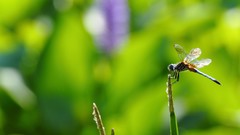 Macro Dragonflies