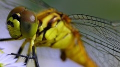 Macro Dragonflies