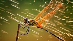 Macro dragonfly insects water drops
