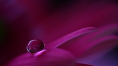 Macro drop crimson flower petals flora