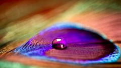 Macro drop feathers close-up colors water drops multicolor 