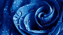 Macro drops roses blue rose water drops blue flowers