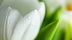 Macro drops tulips white flowers