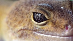 Macro eye geckos