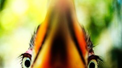 Macro eyes fish national geographic