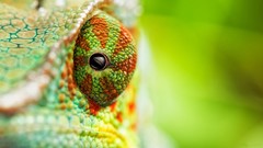 Macro eyes scales Reptiles chameleons