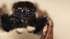 Macro eyes spiders