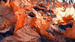 Macro fallen leaves