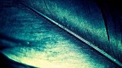 Macro feathers