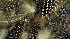 Macro feathers