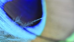 Macro feathers blurred Peacocks