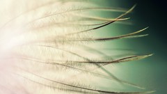Macro feathers close-up depth of field gradient background