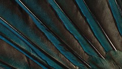 Macro feathers iridescence